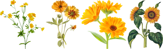 Los Beneficios del Aceite de Caléndula y Girasol para la Piel - PostQuam