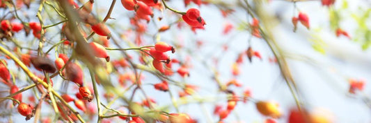 Los Beneficios del Aceite Rosa Mosqueta para Tratar Manchas de la Piel - PostQuam